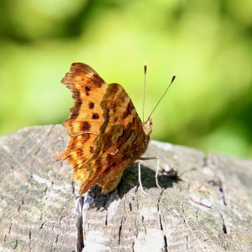 Réf. 288 054 : Polygonia c-album